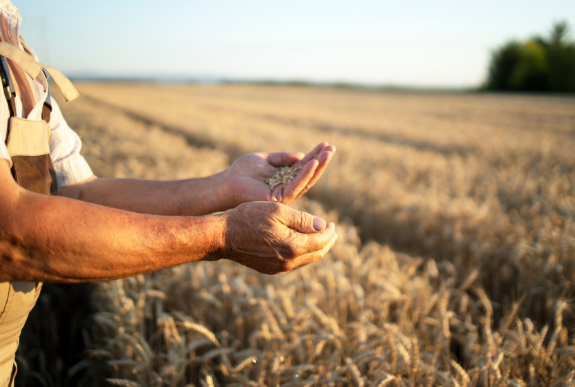 person standing in field holding grain